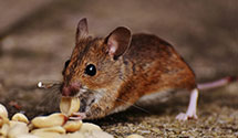 24 Hour & Emergency Exterminators in Salt Wells, NV